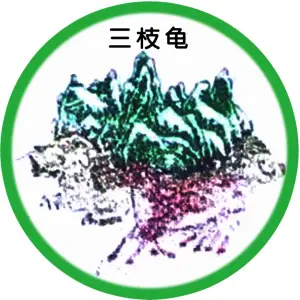 云南三枝龟健康管理有限公司（玉溪龙马路店）